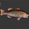 Detailed 3D Rendered Largemouth Bass Fish With Open Mouth Brown White Fins Tail