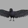 Detailed Black Crow with Spread Wings and Open Beak on Gray Background