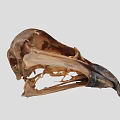 Detailed Bird Skull Skeletal Structure Featuring Beak And Cranial Details