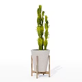 Tall Decorative Bonsai Cactus Plant in White Pot on Wooden Stand