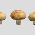 Three Fresh Brown Capped White Stemmed Mushrooms For Cooking Dishes