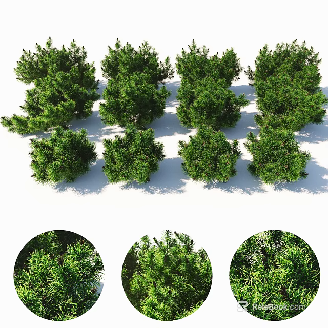 Eight Lush Green Arbor Trees With Dense Foliage And Three Close Up Leaf Details 3d model 