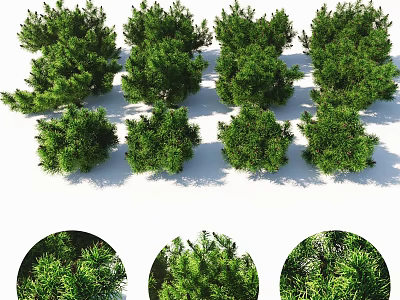 Eight Lush Green Arbor Trees With Dense Foliage And Three Close Up Leaf Details 3d model
