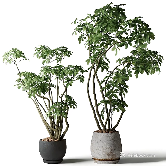Decorative Plant Arrangement With Lush Green Foliage In Varying Heights Concrete Pots 3d model 