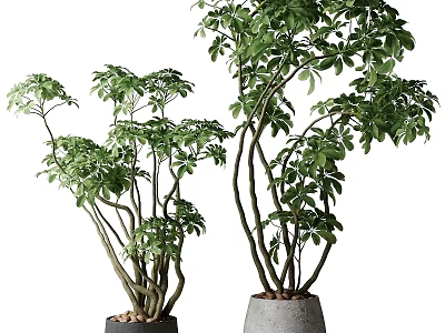 Decorative Plant Arrangement With Lush Green Foliage In Varying Heights Concrete Pots 3d model