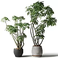 Decorative Plant Arrangement With Lush Green Foliage In Varying Heights Concrete Pots