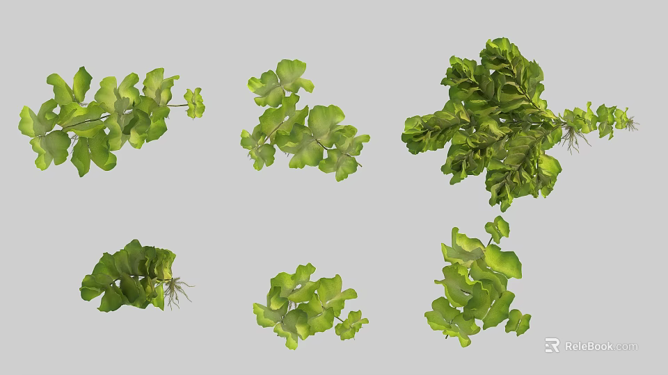 Natural Vase Flowers Adorned With Different Green Leaf Sizes And Forms 3d model 