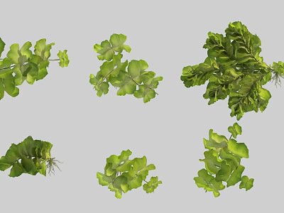 Natural Vase Flowers Adorned With Different Green Leaf Sizes And Forms 3d model