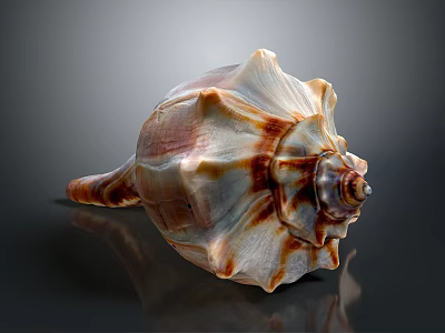 Conch Shell With Organic Texture And Hairy Appearance On Spiral Surface 3d model