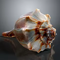 Conch Shell With Organic Texture And Hairy Appearance On Spiral Surface