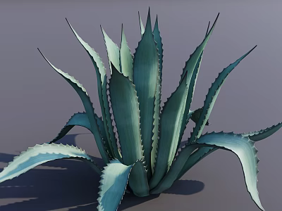 Lush Agave Bonsai Potted Plant with Long Blue-Green Leaves Spiky Edges and Natural Shadows 3d model
