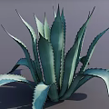 Lush Agave Bonsai Potted Plant with Long Blue-Green Leaves Spiky Edges and Natural Shadows