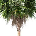 Tall Palm Trees With Lush Green Fronds And Smooth Brown Trunks