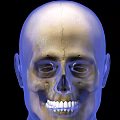 Advanced Medical Device for 3D Skull Model with Dental Structure Visualization 3d model