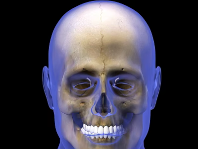 Modern human skeleton light human skeletal muscle 3d model