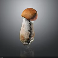 Fresh Wild Mushroom With Orange Red Cap And White Stem On Dark Background