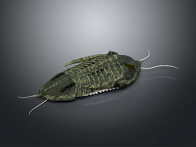 Ancient Trilobite Fossil With Detailed Exoskeleton And Antennae on Gray Background 3d model