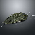Ancient Trilobite Fossil With Detailed Exoskeleton And Antennae on Gray Background