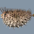 Spiky Puffer Fish Marine Life With Open Mouth And Large Eyes