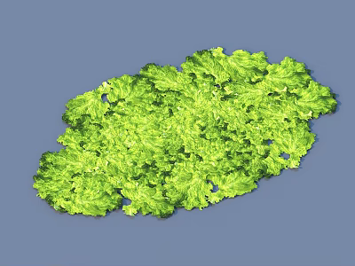 Fresh Green Lettuce Leaves Perfect For Healthy Salad And Daily Meals 3d model