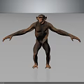 Chimpanzee in Standing Pose With Outstretched Arms on Gray Reflective Floor Background