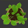 Green Leafy Plant in Terracotta Pot with Fresh Foliage on Dark Surface
