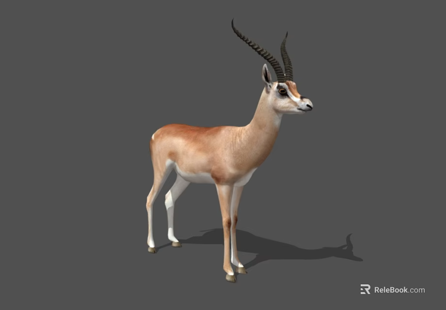 Gazelle With Long Curved Horns Brown And White Fur Standing On Gray Background 3d model 