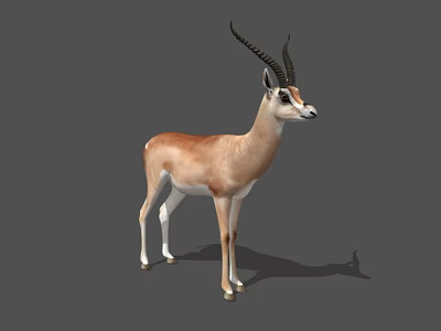 Gazelle With Long Curved Horns Brown And White Fur Standing On Gray Background 3d model