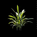 Green Arbor Plant With Fresh Green Leaves Measuring 75cm Height Isolated On Black