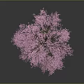 Beautiful Tree With Pink Blossoms Twisted Trunk And Exposed Roots On Gray Background