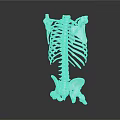 Anatomical Human Skeleton Model With Spine And Ribs For Medical Teaching