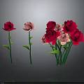 Red and Pink Roses Displayed As Single Stem And Bunch With Green Stems And Leaves