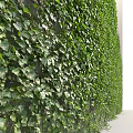 Lush Green Leafy Vines Covering Wall With Fresh Foliage And Twisted Stems