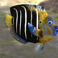 Tropical Aquatic Fish With Black Body White Stripes Yellow Head And Blue Fins