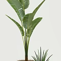 Indoor Potted Plants Collection with Large Leaves Slender Foliage and Ferns in White Dark Pots