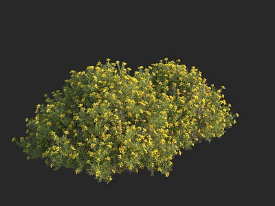 Lush Bushy Plant In Full Bloom With Vibrant Yellow Flowers And Green Leaves 3d model