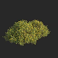 Lush Bushy Plant In Full Bloom With Vibrant Yellow Flowers And Green Leaves