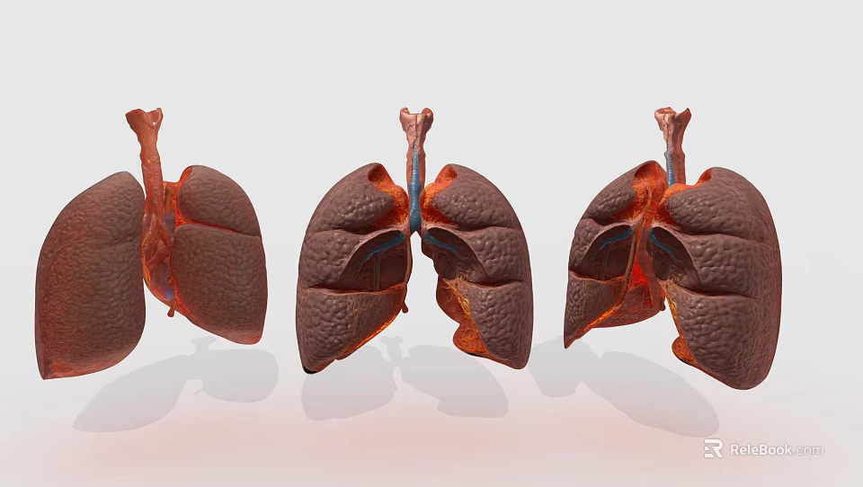 Human Chest Organs Lungs Anatomical Structure With 3D Rendering And Multiple Detailed Views 3d model