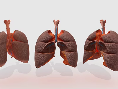 Human Chest Organs Lungs Anatomical Structure With 3D Rendering And Multiple Detailed Views 3d model
