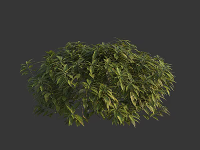 Lush Green Shrub With Dense Foliage And Vibrant Leaves For Outdoor Landscaping 3d model