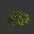 Lush Green Shrub With Dense Foliage And Vibrant Leaves For Outdoor Landscaping
