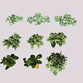 Various Fresh Green Leafy Crops With Healthy Growth And Diverse Types