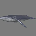 Realistic Dark Blue Whale 3D Model With Smooth Surface As Aquatic Underwater Creature 3d model