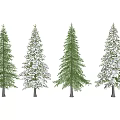 Four Coniferous Trees With Green And Snow Covered Branches On White Background