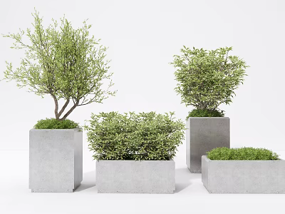 Bonsai Plants In Modern Gray Square Concrete Planters With Green Shrubs And Different Sizes 3d model