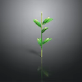 Green Plant Stem With Fresh Lush Leaves On Dark Reflective Surface