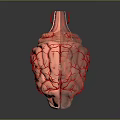 3D Anatomical Brain Model With Red Vascular Structure On Dark Background