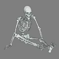 Detailed Human Anatomical Skeleton Model as Medical Device for Training and Education