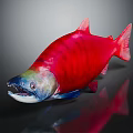 Colorful Salmon Fish with Vibrant Red Green Blue Hues on Dark Background with Reflective Surface