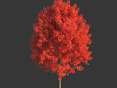 Vibrant Red Leaf Arbor with Lush Canopy and Bright Healthy Foliage 3d model